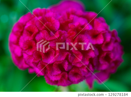 close up of a beautiful Celosia flower in the garden close up of a beautiful Celosia flower in the garden 129278184