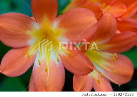 close-up of a beautiful flowerClivia cinnabar in the garden 129278186