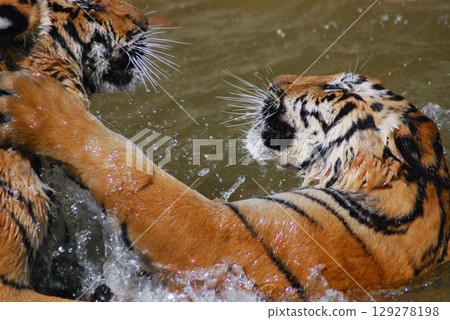 a beautiful big tiger is playing in a pool of water in a zoo 129278198