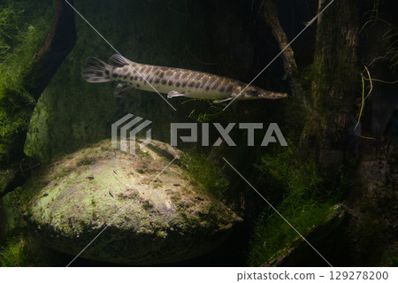 predatory fish Lepisosteus oculatus in a large aquarium 129278200