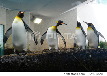 a group of penguins in a zoo in captivity in an artificial environment a group of penguins in a zoo in captivity in an artificial environment 129278203