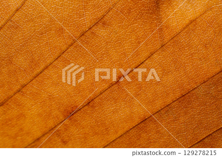 close-up texture and fibers, veins on a leaf 129278215