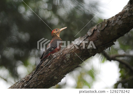 野口啄木鳥是日本特有的一種非常稀有的啄木鳥,僅在沖繩縣山原市發現。 野口啄木鳥是日本特有的一種非常稀有的啄木鳥,僅在沖繩縣山原市發現。 129278242