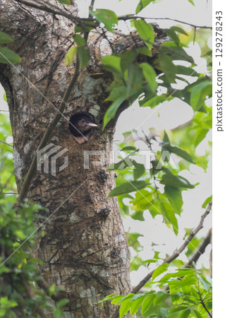 野口啄木鳥是日本特有的一種非常稀有的啄木鳥，僅在沖繩縣山原市發現。 129278243
