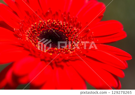 close-up of a beautiful Gerber Jameson flower in the garden close-up of a beautiful Gerber Jameson flower in the garden 129278265
