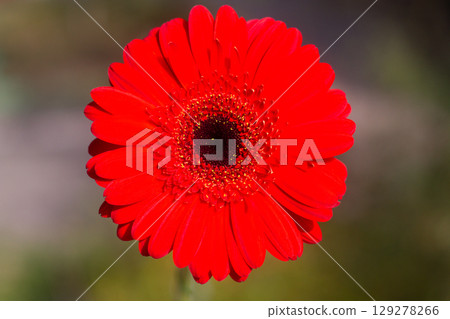 close-up of a beautiful Gerber Jameson flower in the garden close-up of a beautiful Gerber Jameson flower in the garden 129278266