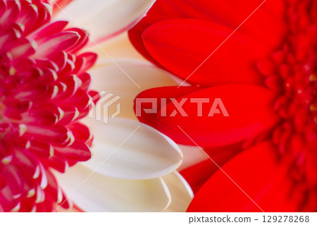 close-up of a beautiful Gerber Jameson flower in the garden 129278268