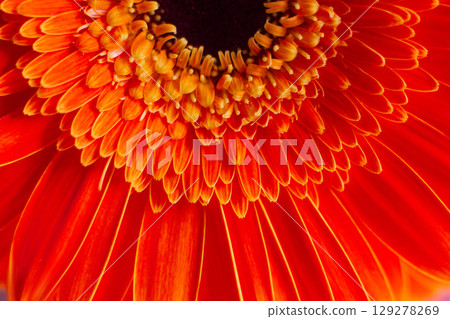 close-up of a beautiful Gerber Jameson flower in the garden close-up of a beautiful Gerber Jameson flower in the garden 129278269