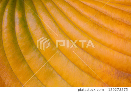 close-up texture and fibers, veins on a leaf close-up texture and fibers, veins on a leaf 129278275