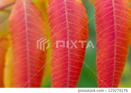close up of beautiful red leaves of Rhus typhina tree 129278276