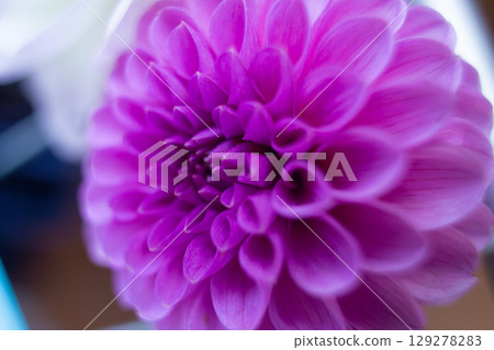 close up of a beautiful Dahlias flower in the garden 129278283