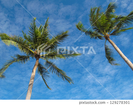beautiful palm trees in sunny weather on a blue sky 129278301