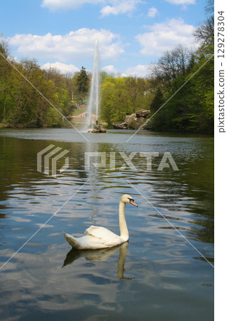 beautiful white swans swim on the lake in summer 129278304