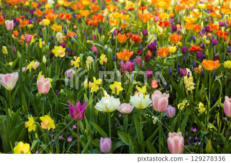 beautiful colorful tulip flowers are growing in the garden beautiful colorful tulip flowers are growing in the garden 129278336