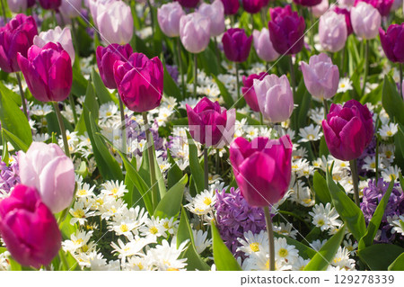 beautiful colorful tulip flowers are growing in the garden 129278339