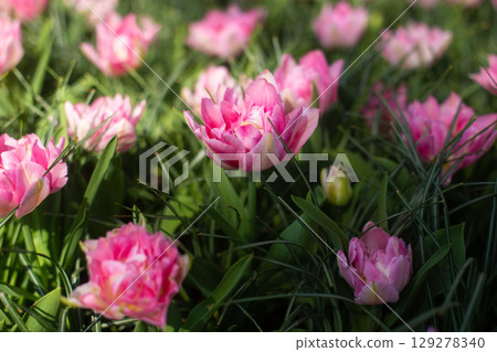 beautiful colorful tulip flowers are growing in the garden 129278340