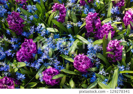 close-up of Oriental hyacinth flowers growing in the field 129278341