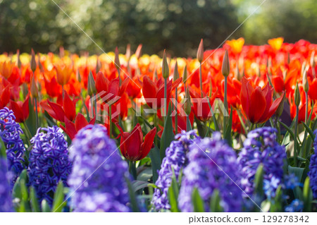 beautiful colorful tulip flowers are growing in the garden 129278342