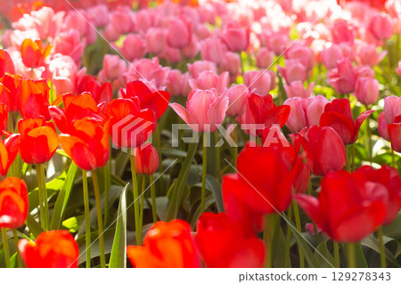 beautiful colorful tulip flowers are growing in the garden 129278343