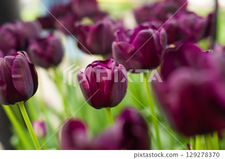 beautiful colorful tulip flowers are growing in the garden beautiful colorful tulip flowers are growing in the garden 129278370