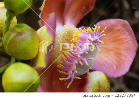 close-up of a beautiful Shorea robusta flower in the garden close-up of a beautiful Shorea robusta flower in the garden 129278384