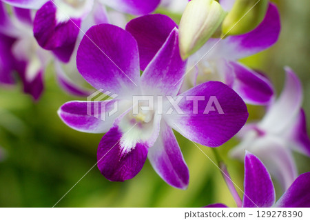 close-up of beautiful Dendrobium two-humped flowers in the garden 129278390