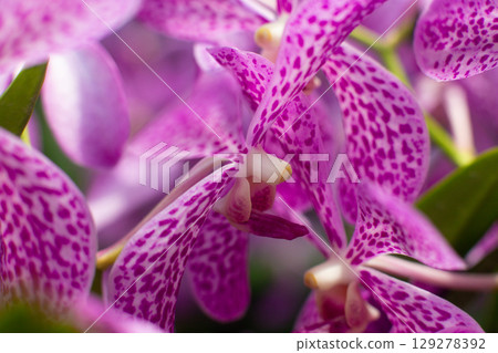 close up of beautiful Vanda flowers in the garden 129278392