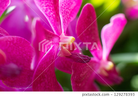 close up of beautiful Vanda flowers in the garden 129278393