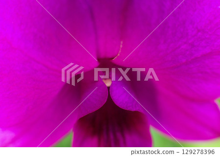 close up of beautiful Doritaenopsis flowers in the garden close up of beautiful Doritaenopsis flowers in the garden 129278396