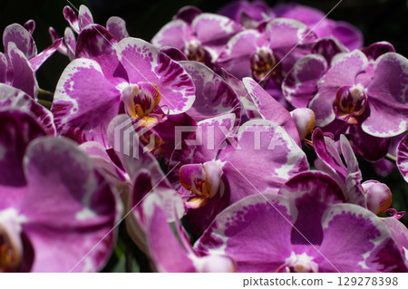 close up of beautiful Doritaenopsis flowers in the garden close up of beautiful Doritaenopsis flowers in the garden 129278398
