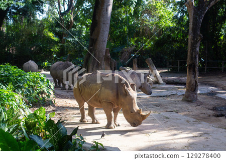 big rhinos walk in the park in the reserve big rhinos walk in the park in the reserve 129278400