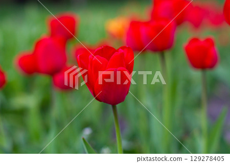 beautiful colorful tulip flowers are growing in the garden 129278405