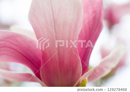 close up of beautiful pink magnolia flowers in the garden close up of beautiful pink magnolia flowers in the garden 129278408