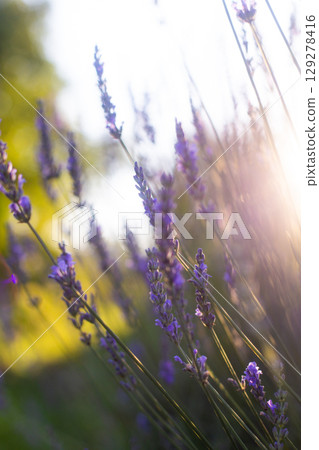 close up of beautiful purple lavender flowers in sunlight close up of beautiful purple lavender flowers in sunlight 129278416