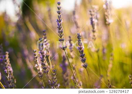 close up of beautiful purple lavender flowers in sunlight close up of beautiful purple lavender flowers in sunlight 129278417