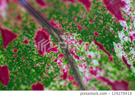 close-up texture of a leaf of the Caladium Pink Beauty plant close-up texture of a leaf of the Caladium Pink Beauty plant 129278418