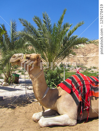 a tired camel rests under the scorching sun 129278419