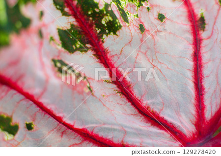 close-up texture of a leaf of the Caladium Pink Beauty plant 129278420