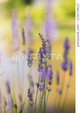 close up of beautiful purple lavender flowers in sunlight close up of beautiful purple lavender flowers in sunlight 129278423