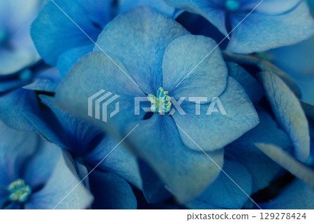 close-up of beautiful blue and pink flowers of Large-leaved hydrangea close-up of beautiful blue and pink flowers of Large-leaved hydrangea 129278424