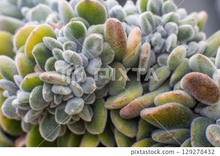 beautiful plant PULVINATA FROSTY in a pot in the greenhouse 129278432