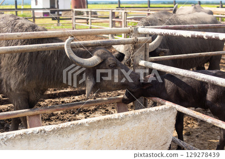 a herd of young buffalo lives on a rural farm a herd of young buffalo lives on a rural farm 129278439