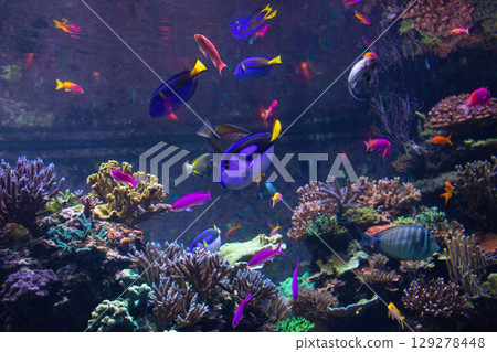 Blue Tang fish swims in a large aquarium with other fish Blue Tang fish swims in a large aquarium with other fish 129278448