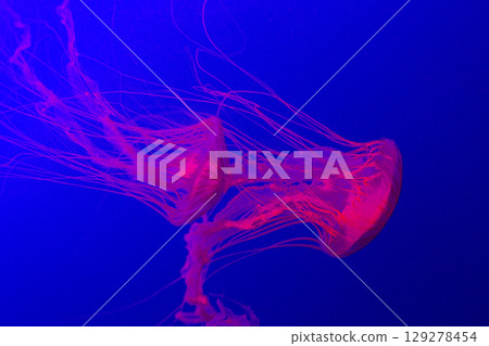 beautiful pink jellyfish swim in aquarium in blue water 129278454