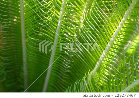 close up texture of green leaves of Cycas plant close up texture of green leaves of Cycas plant 129278467