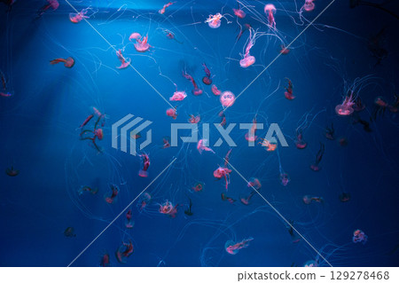 many beautiful pink jellyfish swim in aquarium in blue water 129278468