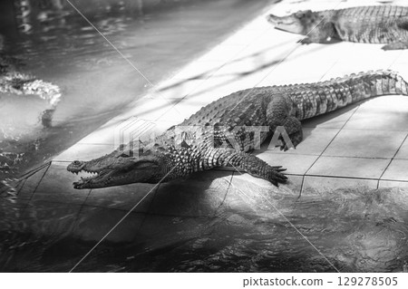 beautiful photo of a large crocodile in the zoo beautiful photo of a large crocodile in the zoo 129278505