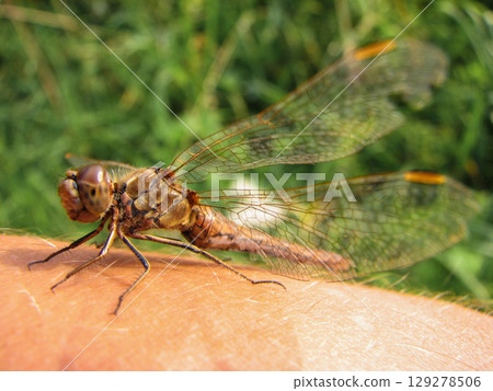 close-up of a beautiful photo of a dragonfly 129278506