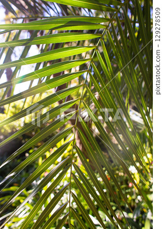 close up straight lines texture of green palm leaves 129278509