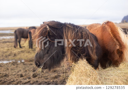 beautiful Icelandic horses with long manes are grazing and eating hay 129278535